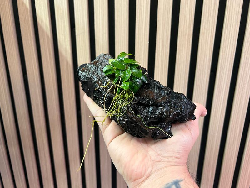Planta Enraizada en Tronco