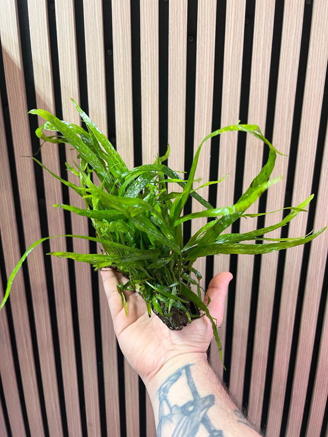 Planta Enraizada en Tronco
