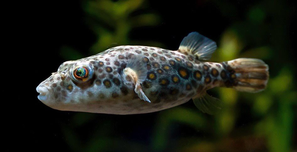 Tetraodon Abei