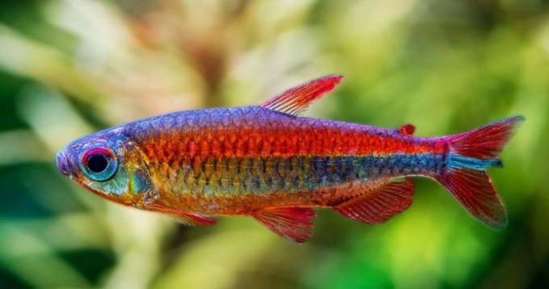phenacogrammus sp fantastique