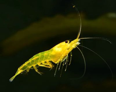Caridina Yellow King Kong | cantonensis