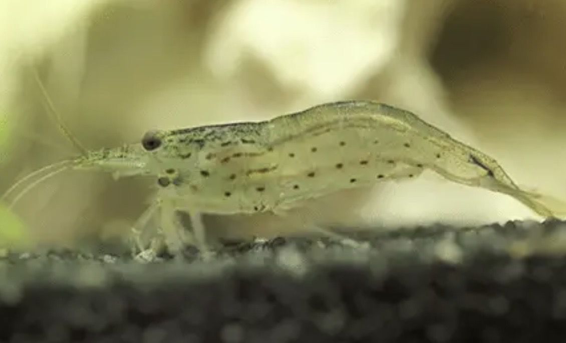 Gamba Amano | Caridina Japonica lote 5unid