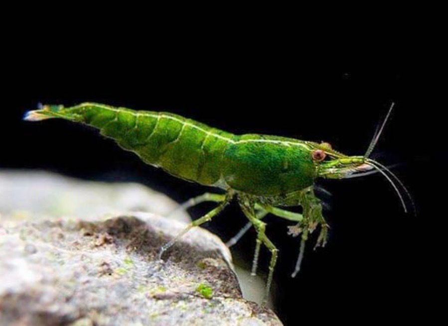 Neocaridina Green Golden Top