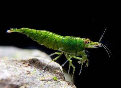 Neocaridina Green Golden Top