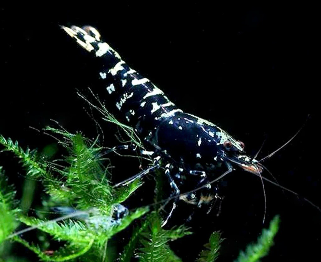 Caridina pinto Galaxy black Lote 5unid