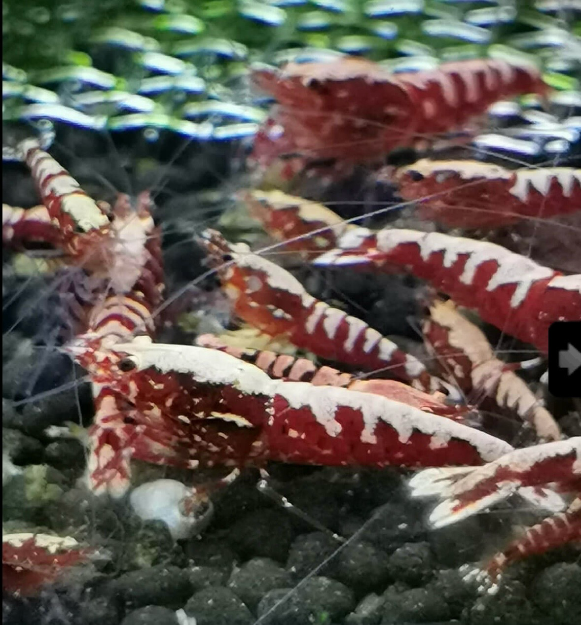 Caridina pinto Galaxy Red Lote 5unid