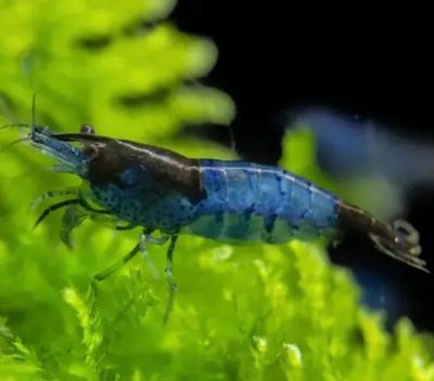 Neocaridina Blue Rili 