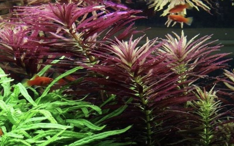 Limnophila hippuridoides maceta