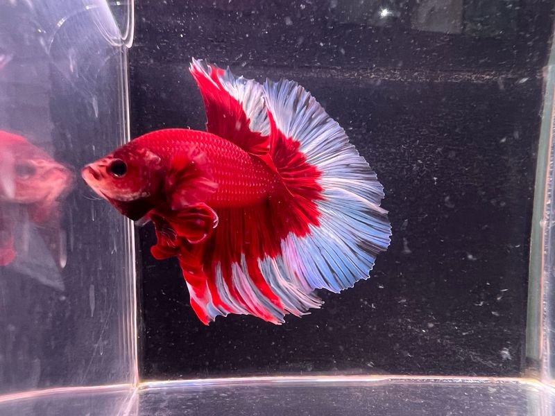Betta Macho ref.28