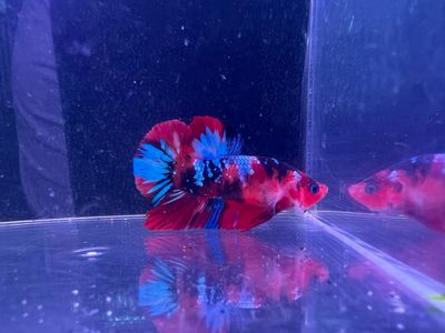 Betta Macho Ref.30