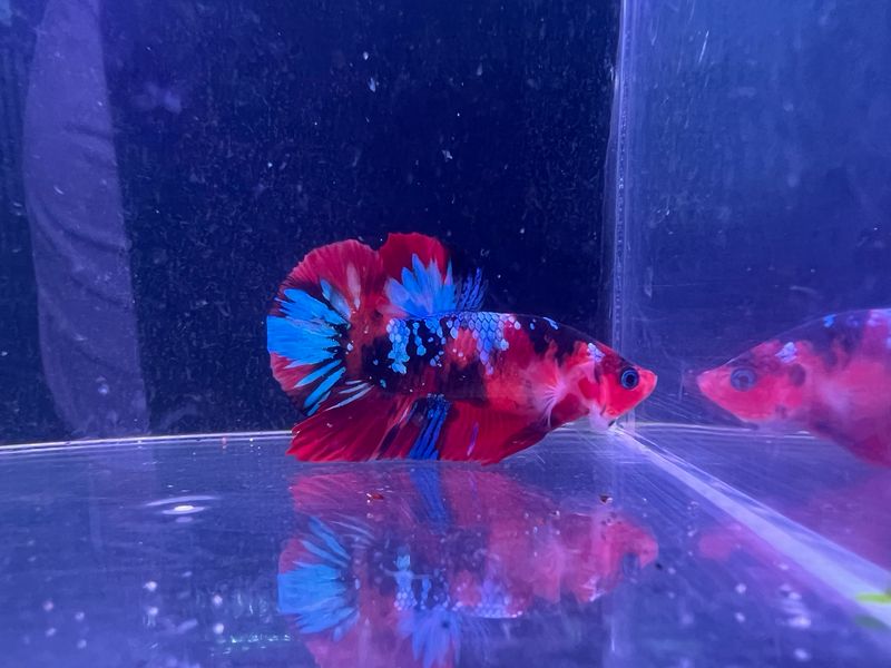 Betta Macho Ref.30