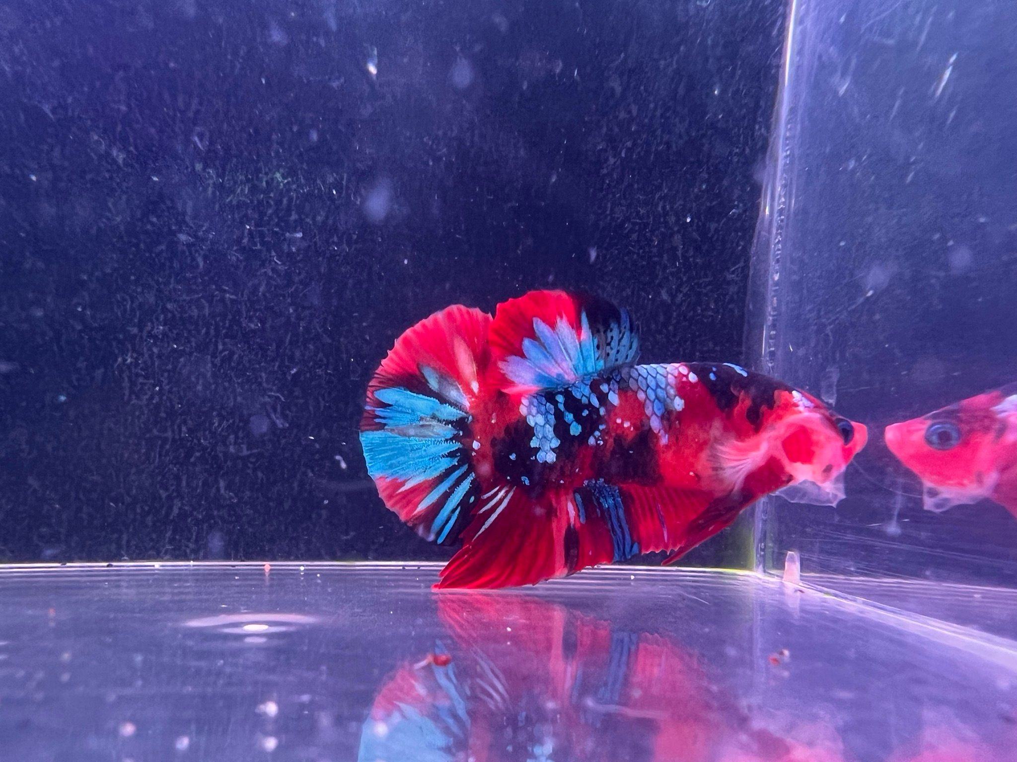 Betta Macho Ref.30
