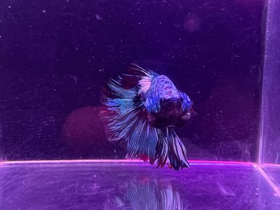 Betta Macho Ref.31