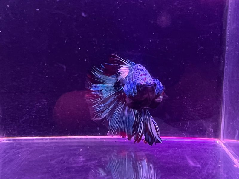 Betta Macho Ref.31