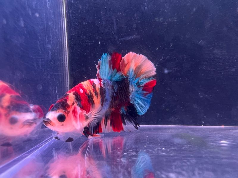 Betta Macho ref.29