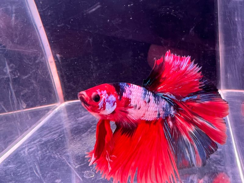 Betta Macho ref.32