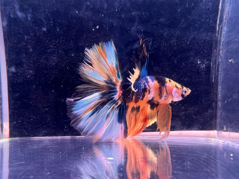 Betta Macho ref.35