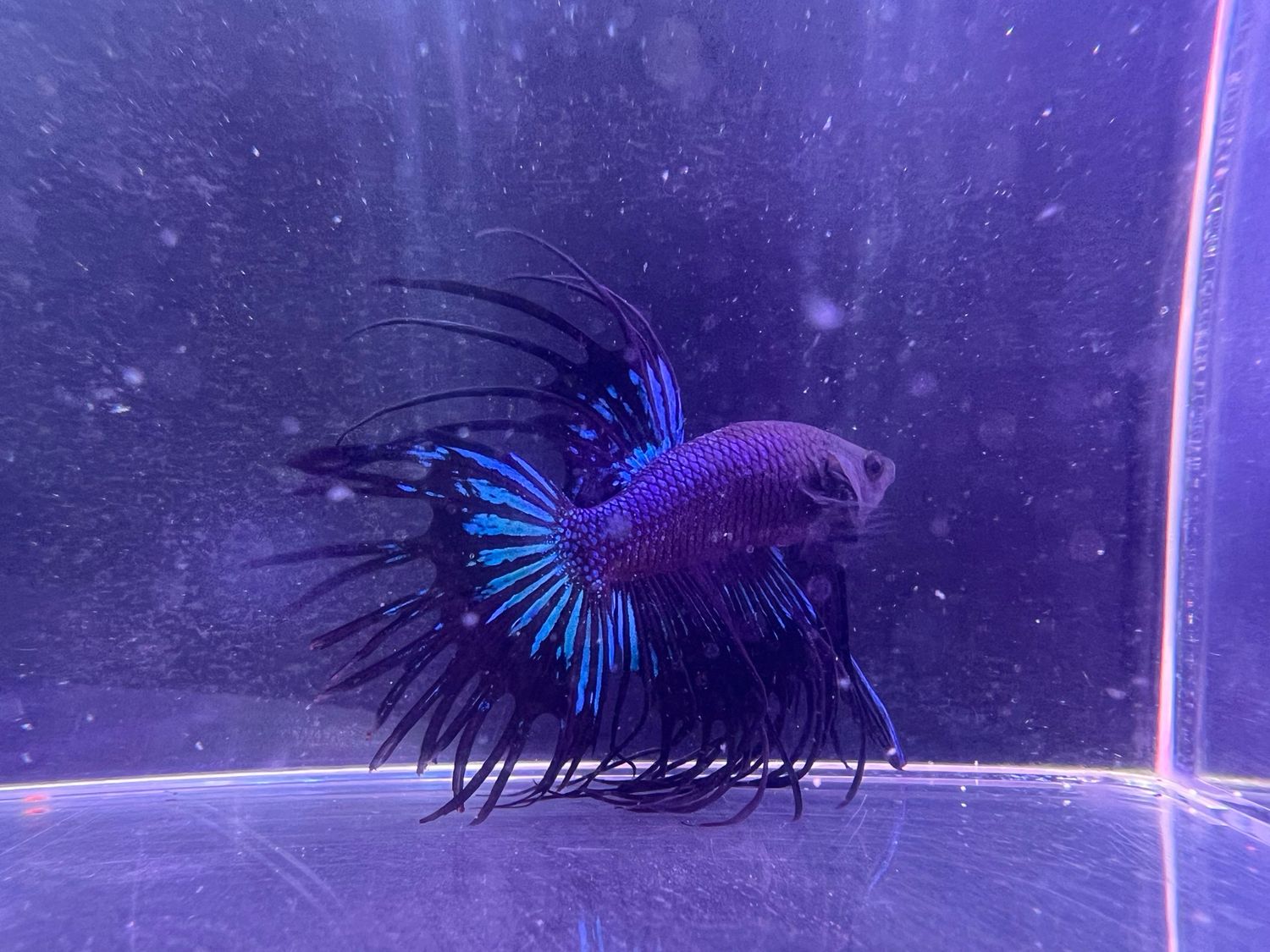 Betta Macho ref.37