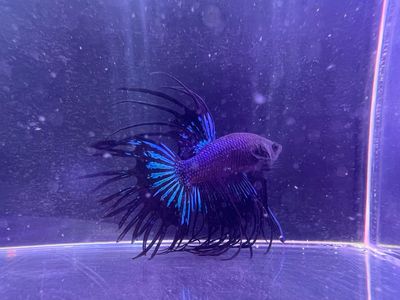 Betta Macho ref.37