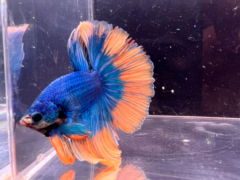 Betta Macho Ref.33