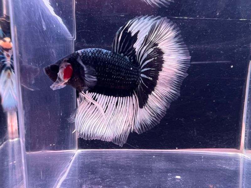 Betta Macho ref.34