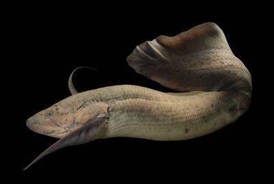 Protopterus Annectens 25-30cm