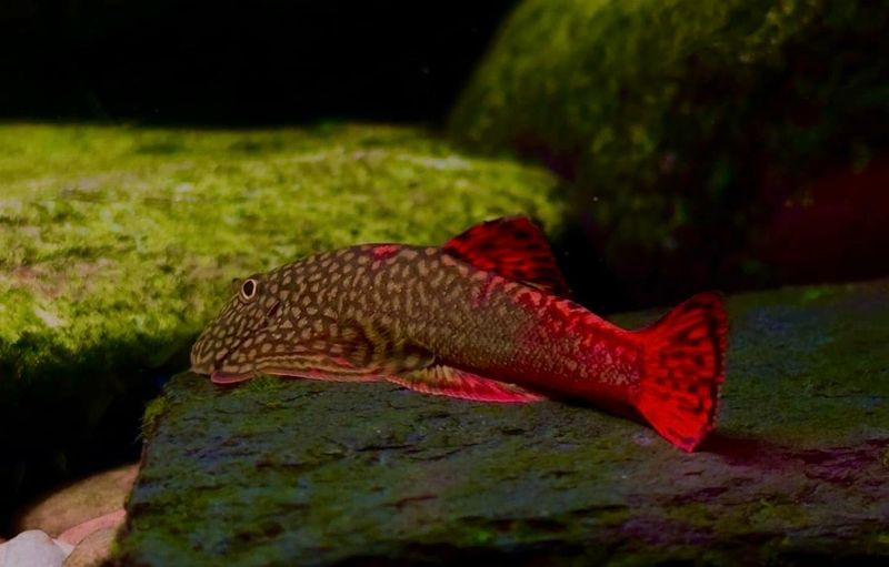 Pseudogastromyzon sp | ventosa Red Devil