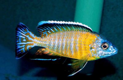 Aulonocara stuartgranti 8-10cm