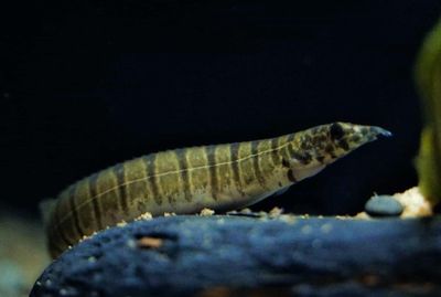 Macrognathus Zebrinus 