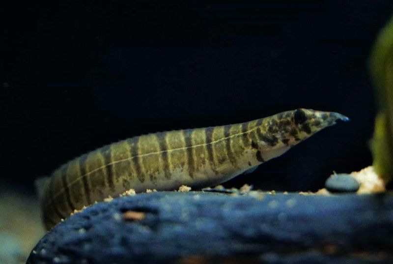 Macrognathus Zebrinus 