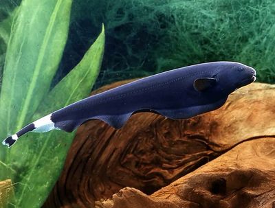 Pez cuchillo negro | Apteronotus albifrons