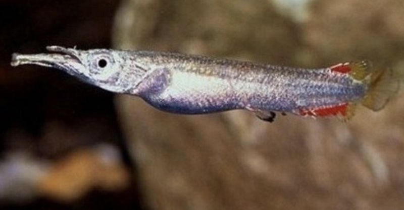 Dermogenys Pusillus | Pez pico de pato enano grupo 10unid