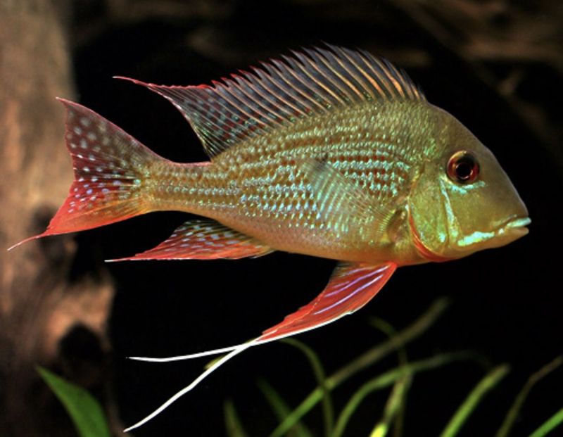 GEOPHAGUS SURINAMENSIS 6-7cm