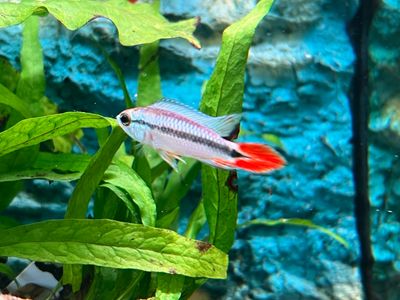 Apistogramma Agassizii Alenquer Blue Red Tail Pareja