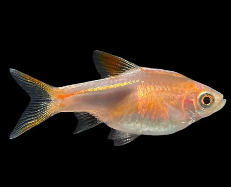 Arlequin Oro | Rasbora heteromorpha golden