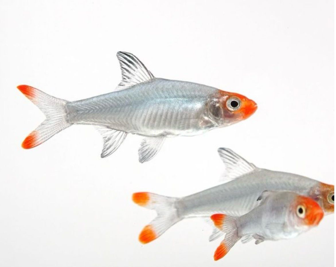 SAWBWA RESPLENDENS