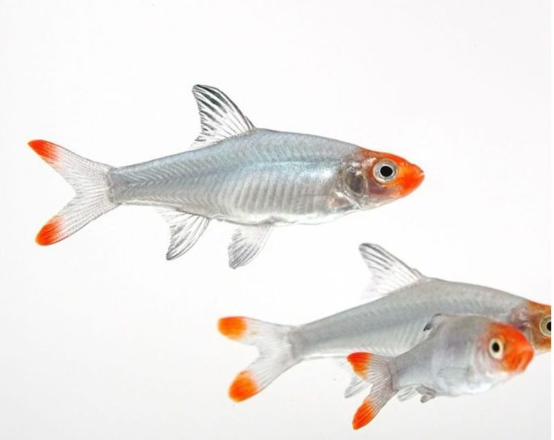 SAWBWA RESPLENDENS
