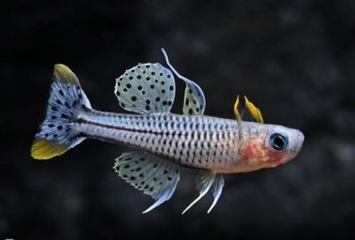 Pseudomugil gertrudae "Aru IV”