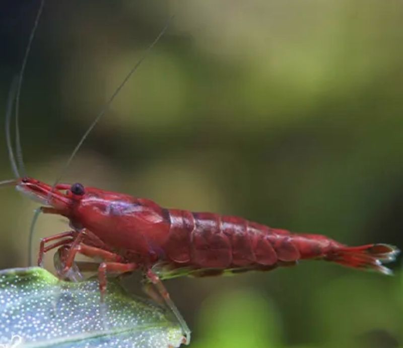 Neocaridina Davidi Bloody Mary