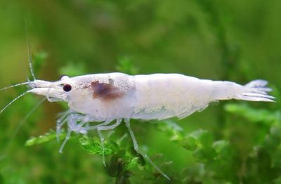 Neocaridina Snowstorm
