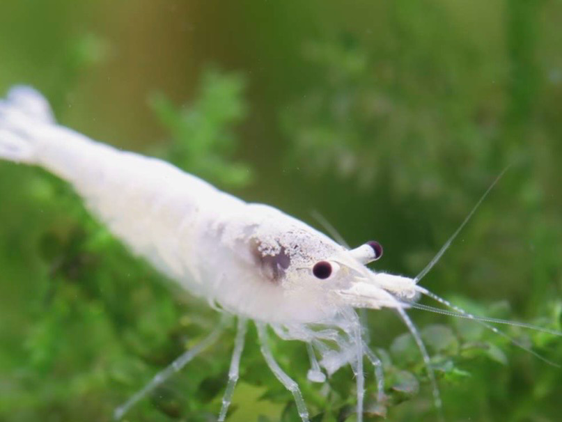 Neocaridina Snowstorm