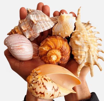 Shell Shelter XL Botánico Wio
