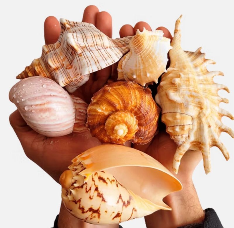 Shell Shelter XL Botánico Wio