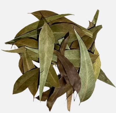 Eucalyptus Leaves Wio botánico