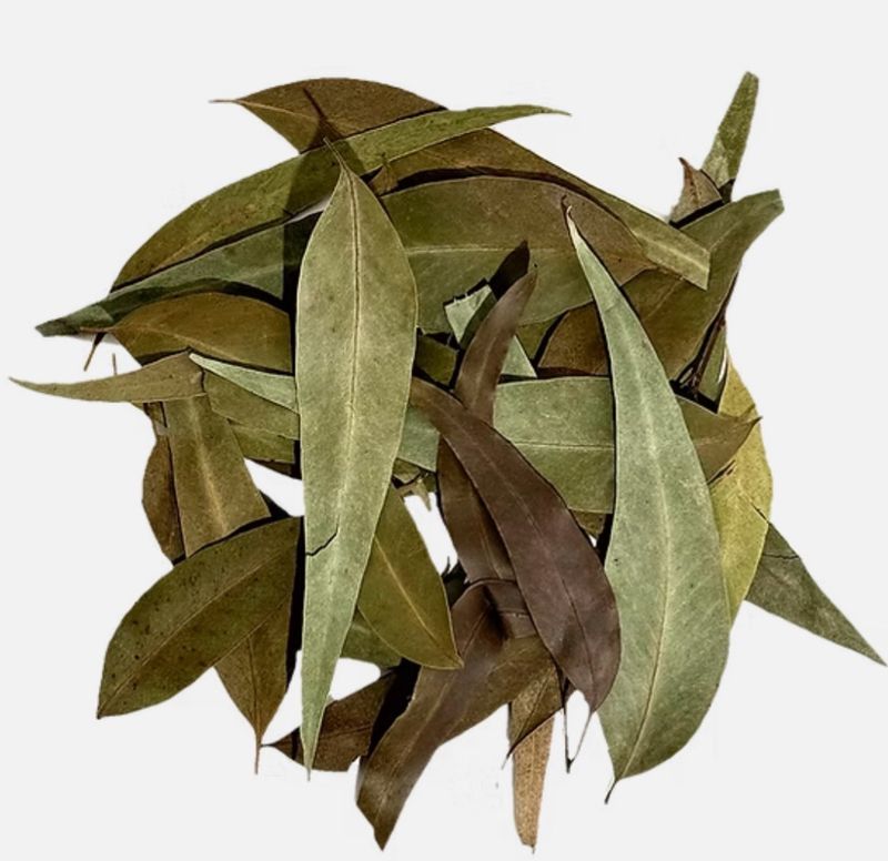 Eucalyptus Leaves Wio botánico
