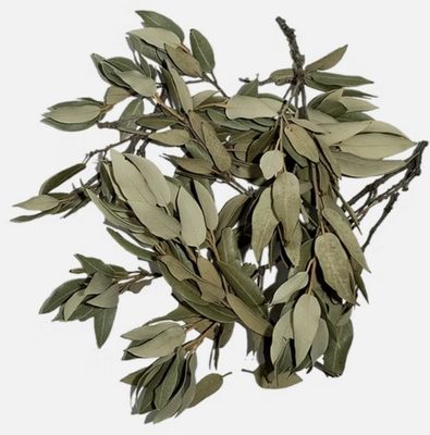 Holm Oak Leaves Wio botánico 