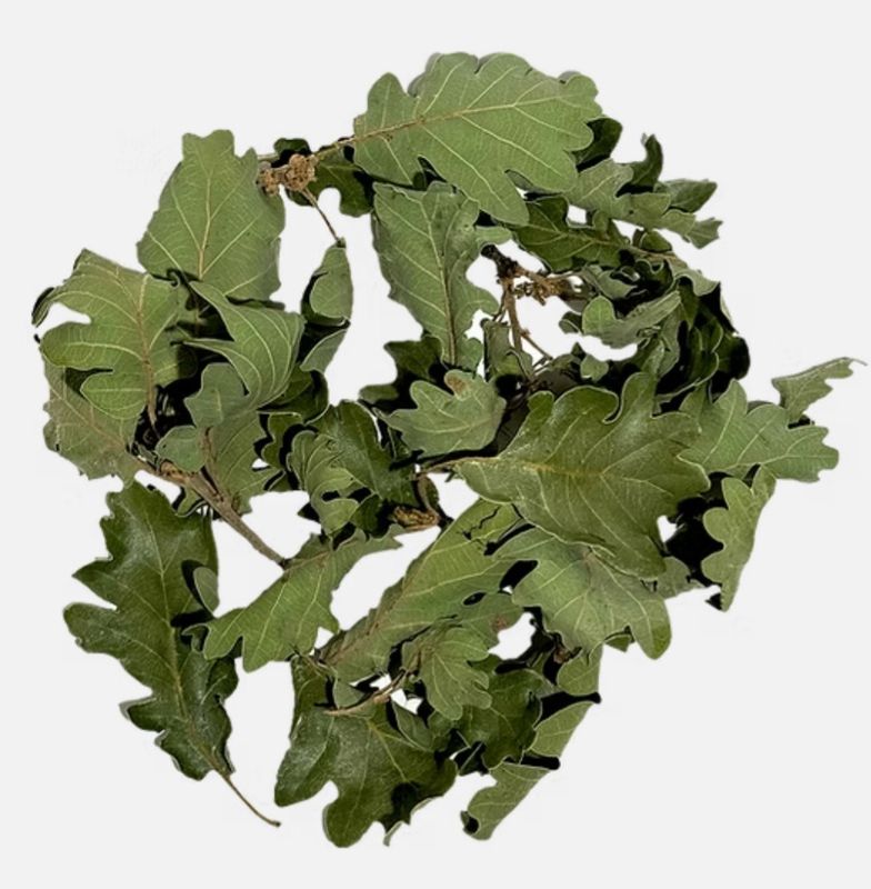 Quercus Leaves Wio botánico 