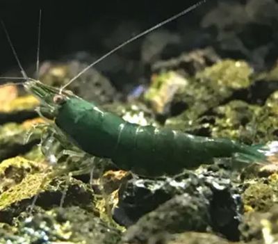 Neocaridina Green Jade