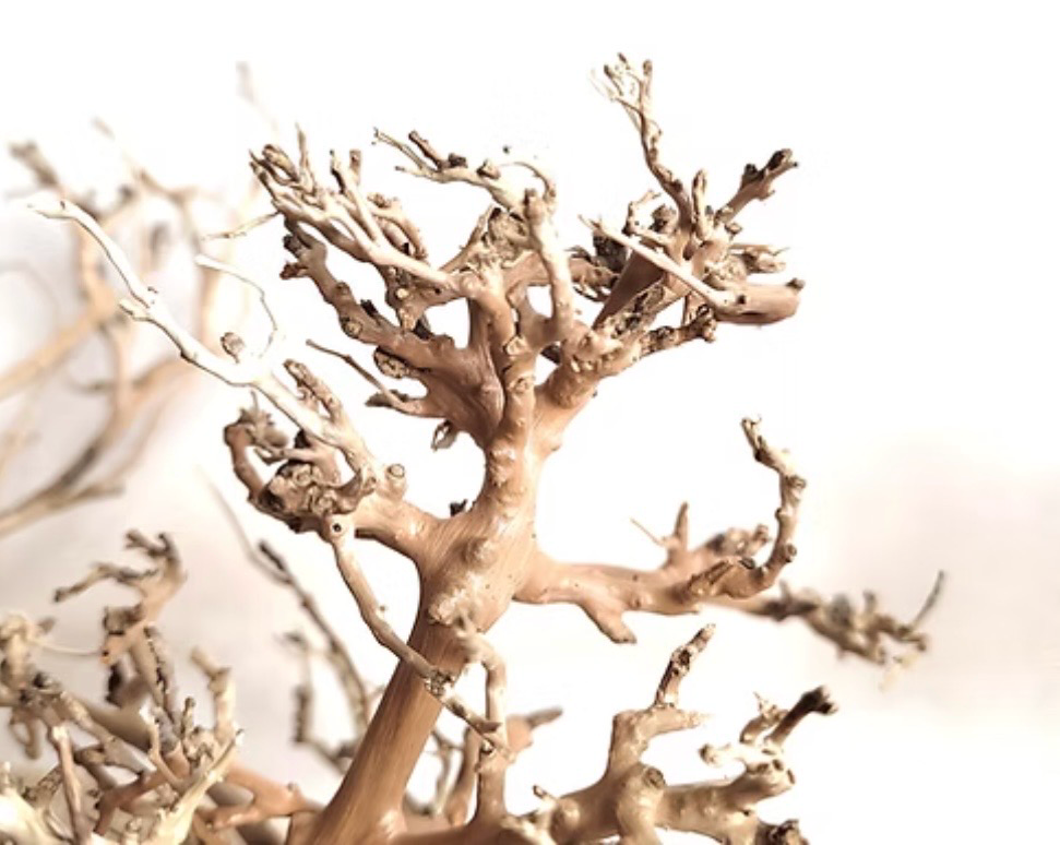 Canopy Wood 20-40 Wio