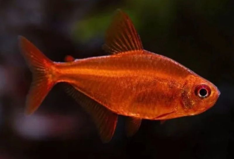 HYPHESSOBRYCON SP. 'MUZEL RED CHERRY'